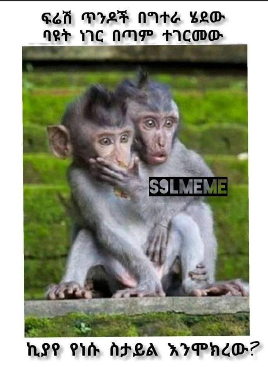 a monkey and a monkey are sitting on a rock